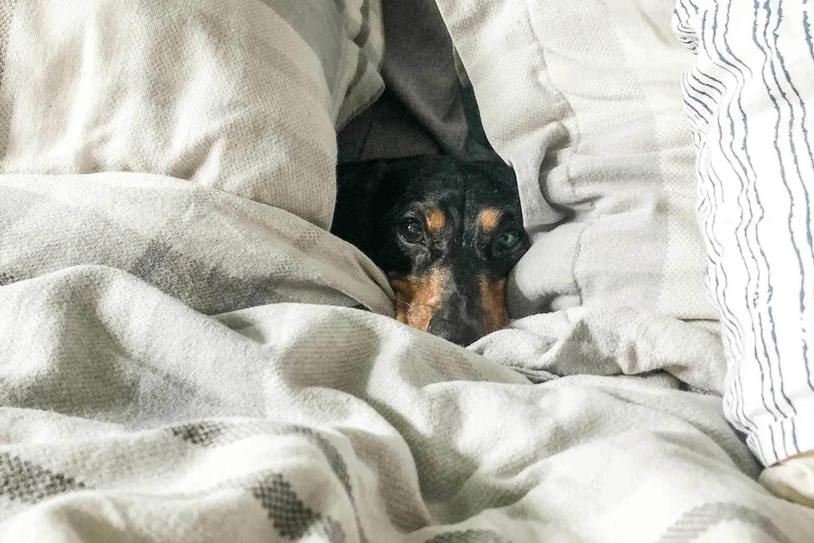 A dog peeking out from under rumpled bedding, reluctant to face the morning
